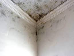 Professional Mold Removal & Remediation in Morro Bay, CA